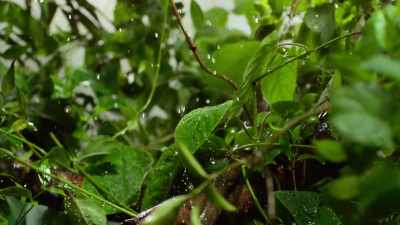 It's the plant world's
only springboard trap. - Our Planet