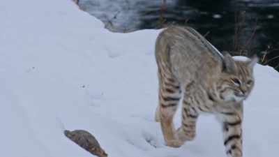 It's the reason that
the bobcats and bison, - Yellowstone: One-Fifty