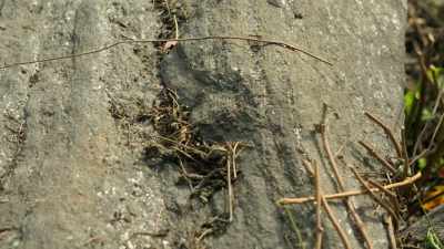 It's the same schist that we saw - Searching for Secrets