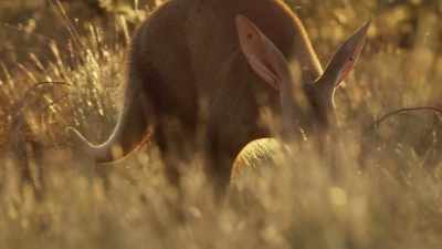 It's the world's largest burrowing animal. - Seven Worlds, One Planet