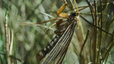 It's thought moths provide
nutrients that help the algae flourish. - The Secret Lives of Animals