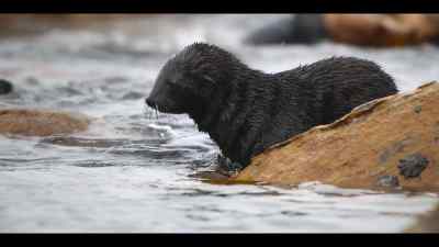 It's time for this new student
to enroll at seal school... - Our Oceans