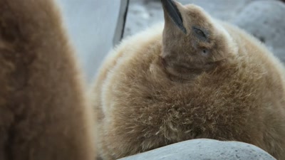 It's time to pick up a penguin. - A Year on Planet Earth
