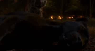 It's time we put an end to this. - The Jungle Book