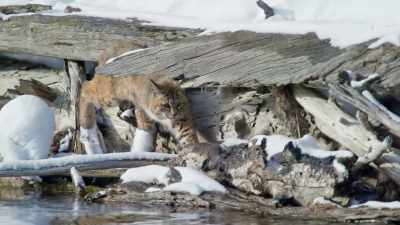 It's time to put everything
he's learned into action. - Epic Yellowstone