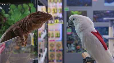 It's time my reptilian
brothers and I - Cats & Dogs 3: Paws Unite