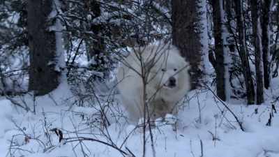 It's time for that
first winter caribou hunt, - Life Below Zero: Next Generation