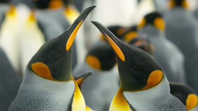 'It's time to welcome their chick
into the world. - A Year on Planet Earth