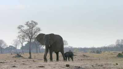 It's tough for them,
you know, they lose condition. - In the Footsteps of Elephant