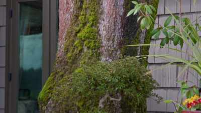 - It's, uh... it's losing shape.
- (laughter) - Trees and Other Entanglements