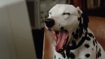 It's unmistakable, dear. - 101 Dalmatians