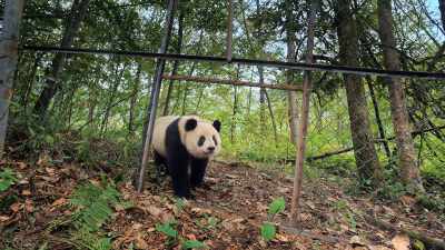 It's up to her to take the next step. - Pandas