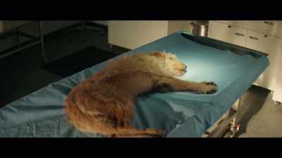 It's usually due to something
the dog accidentally ingested. - Aftermath