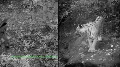 It's very easy money to go
into the forest and shoot a - Trafficked with Mariana van Zeller