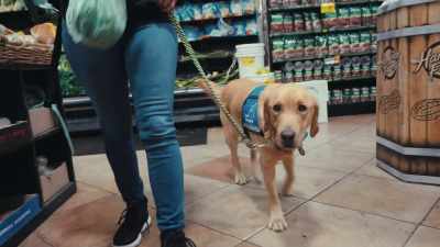 It's very easy for Nemo
to veer off and want to sniff. - Inside the Mind of a Dog