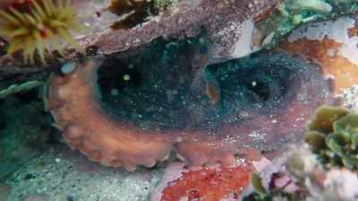 It's very, very rare to see
two octopus close together. - My Octopus Teacher