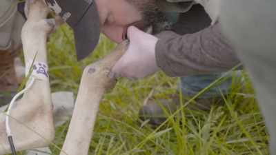 It's warmer than the other legs, - Secrets of the Zoo