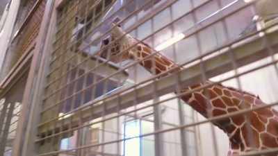 It's what we expect to see
as giraffe get older. - Secrets of the Zoo