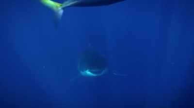 It's what Patrick
and Paul paid to see, - Shark Attack Files