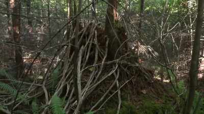 It's what Ronny
would call a tree structure. - Expedition Bigfoot