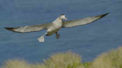 Its wings are three
metres across, - Frozen Planet II