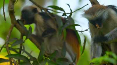 Its young leaves
are 20% protein. - The Secret Lives of Animals