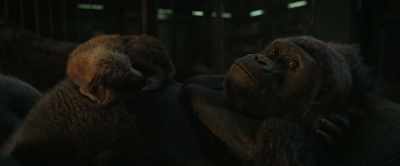[Ivan chuckles] You know, the first night
he snuck in here he was half this size. - The One and Only Ivan