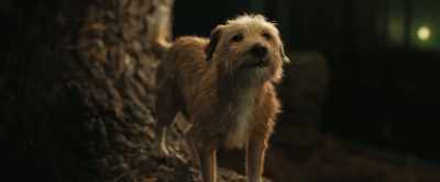 - [Ivan] It's raining kibble up there.
- [dog] I'm starvin'. - The One and Only Ivan