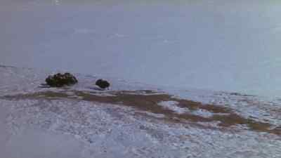 (IVARSSON)
Musk ox. - The Island at the Top of the World