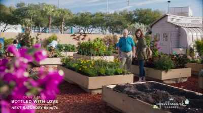 I've already got one
giant bald patch to fill. - True Love Blooms