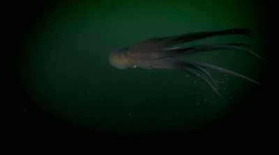 I've also encountered another
another potential suspect... - Mysteries of the Deep