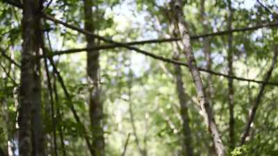 I've always maintained that
I have a very difficult time
with stick structures - Expedition Bigfoot