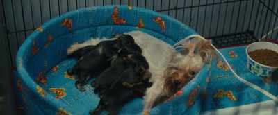 I've been born enough times now to know
that when you're hungry, - A Dog's Journey