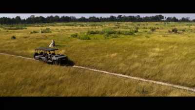 I've been tracking Kutjira. - Living with Leopards