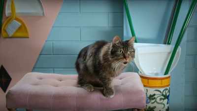 I've been waiting for you. Come in! - Scaredy Cats