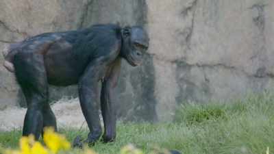 I've been with her
since she came in, - Secrets of the Zoo
