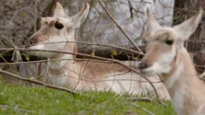 I've been with these pronghorns - Secrets of the Zoo