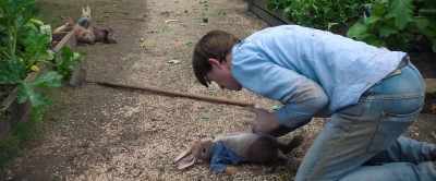 I've chilled out man - Peter Rabbit