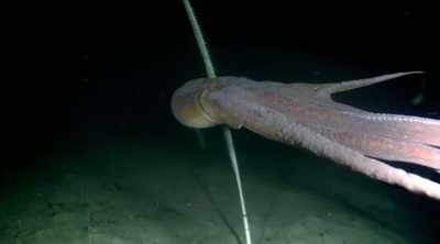 I've come face-to-face
with the giant pacific octopus, - Mysteries of the Deep