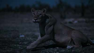 I've had experiences before
where young lions - In the Footsteps of Elephant