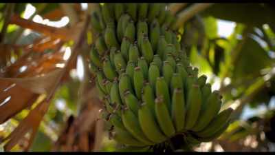 I've got an avocado tree,
banana tree, fig tree, coffee trees. - Kiss the Ground