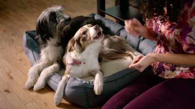 I've got one for you. Yes, baby. - Everything Puppies