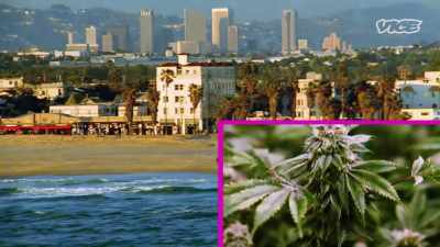 I've got to take
an expedited course on marijuana - I Was a Teenage Felon