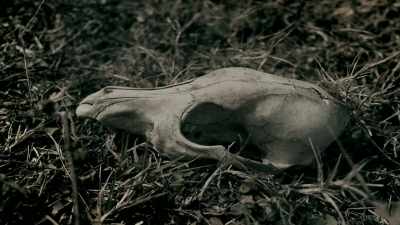 I'VE HEARD REPORTS
OF DEAD CATTLE, - Expedition Mungo