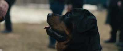 I've had him
since he was a puppy. - Skin