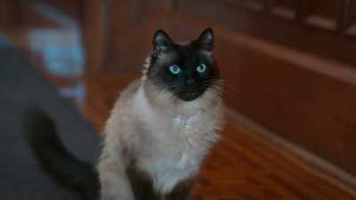 I've never been so happy to see you,
you grumpy old floofer. - Scaredy Cats