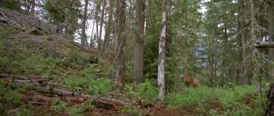 I've never I've never seen a grizzly turn and run like that before - Shoot to Kill