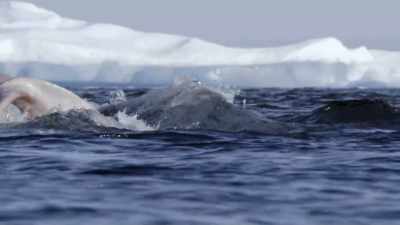 "I've never seen anything
quite like this." - Secrets of the Whales