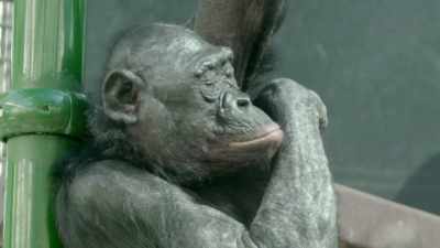 I've seen her go through
all these health challenges, - Secrets of the Zoo