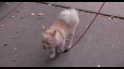I've seen so many other dogs - Dogs